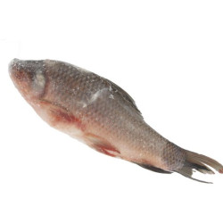 Rohu Vidé IQF 2/3000